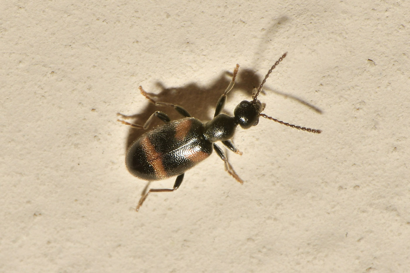 Anthicidae: Anthicus laeviceps? S